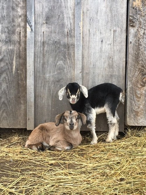 OPEN FARM WEEK EVENT in Vermont